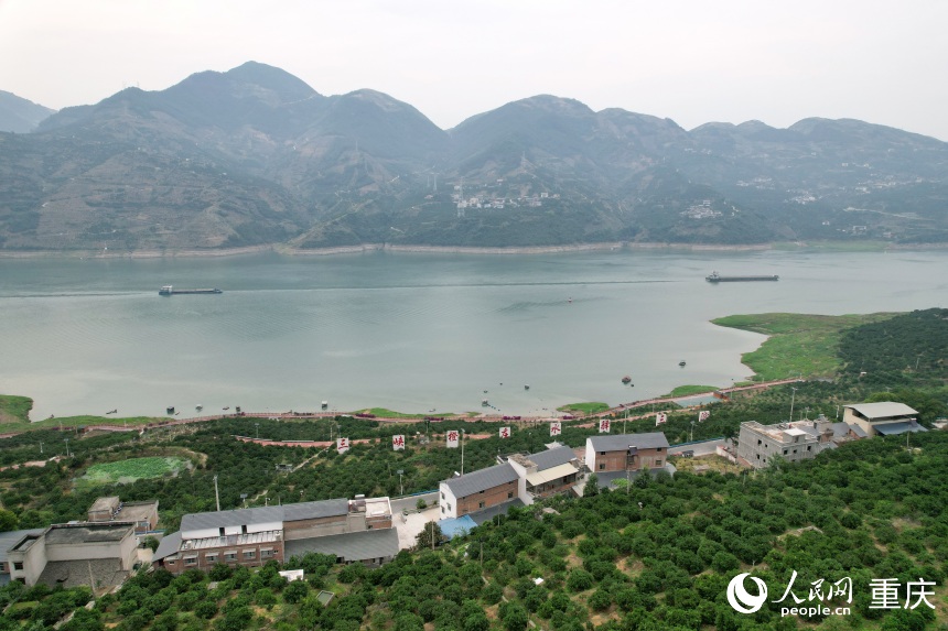 三沱村正以“三峽橙莊”建設(shè)為契機(jī),描繪鄉(xiāng)村振興新圖景。人民網(wǎng)記者 劉政寧攝