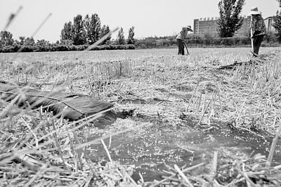 連日來，黃淮海持續(xù)高溫少雨，部分地區(qū)旱情仍在發(fā)展。圖為山東省肥城市通過蓄引提調(diào)相結(jié)合的辦法，多措并舉搶灌溉、保苗情。 新華社發(fā)