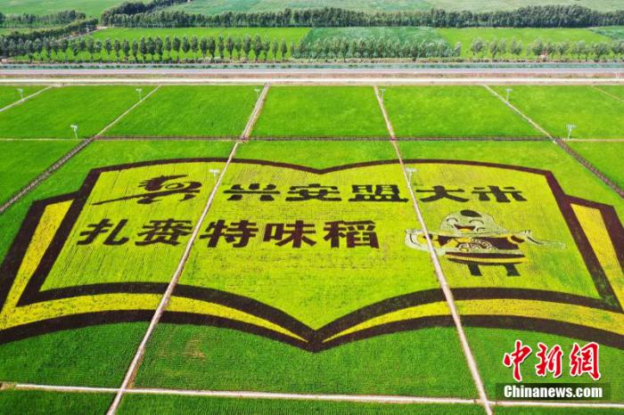 圖為扎賚特旗現(xiàn)代農(nóng)業(yè)產(chǎn)業(yè)園稻田畫。 李碩行 攝影 點擊進入下一頁