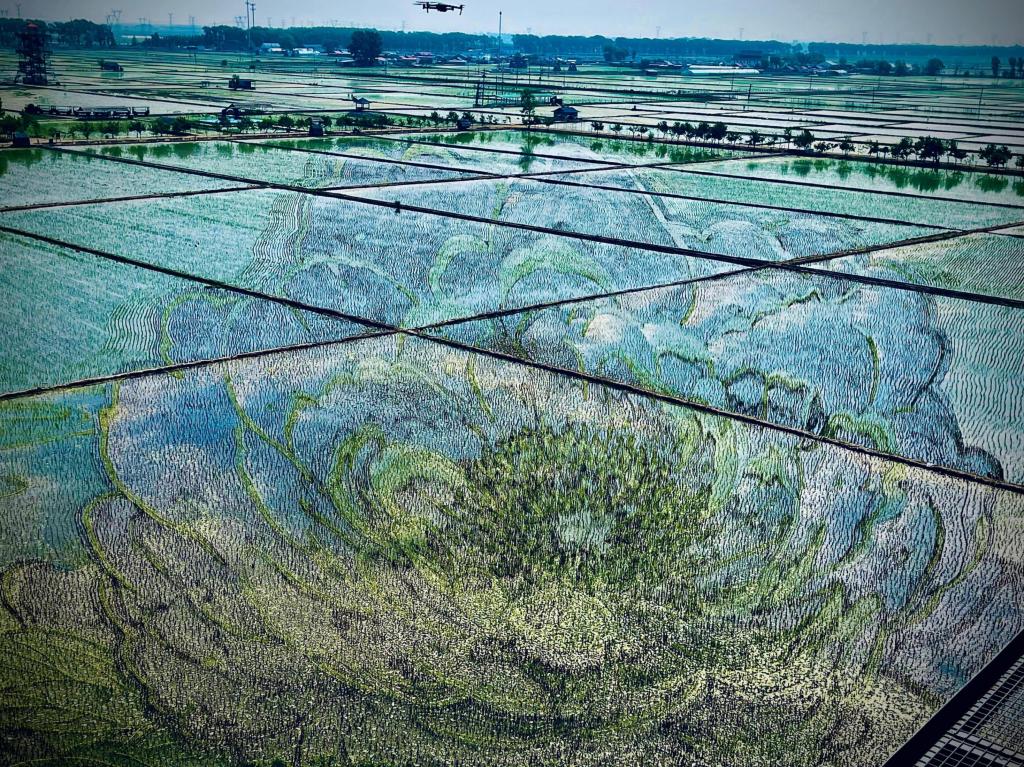 國色山河主題稻田畫。人民網(wǎng)記者 任妍攝