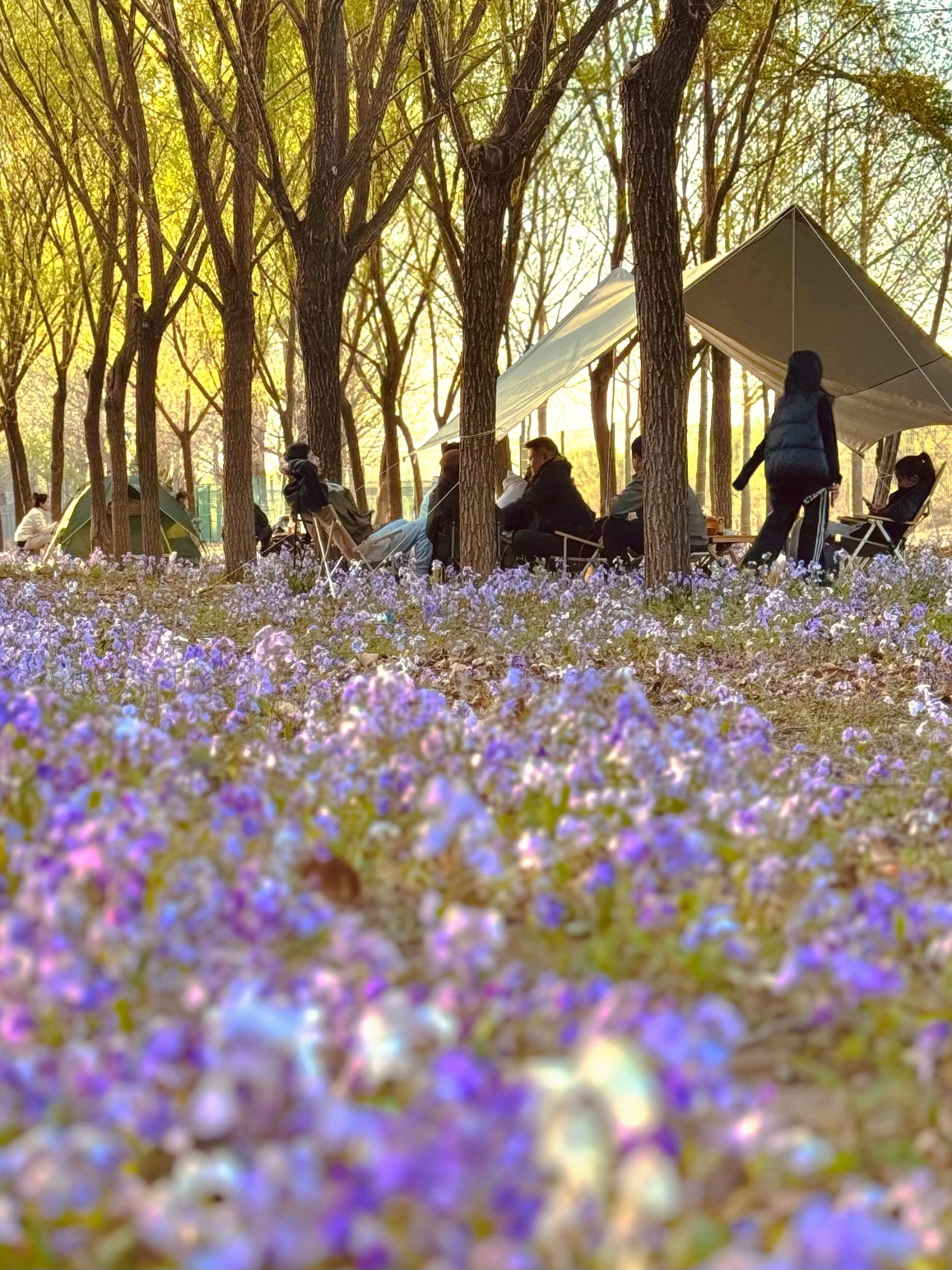 清明假期期間，范女士一家在北京溫榆河邊露營(yíng)。受訪者供圖