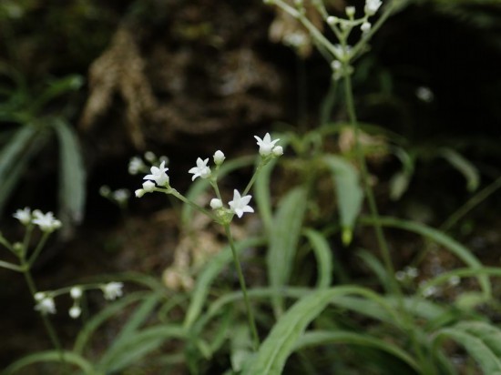 圖為線葉度量草。（廣西壯族自治區(qū)中醫(yī)藥研究院供圖）