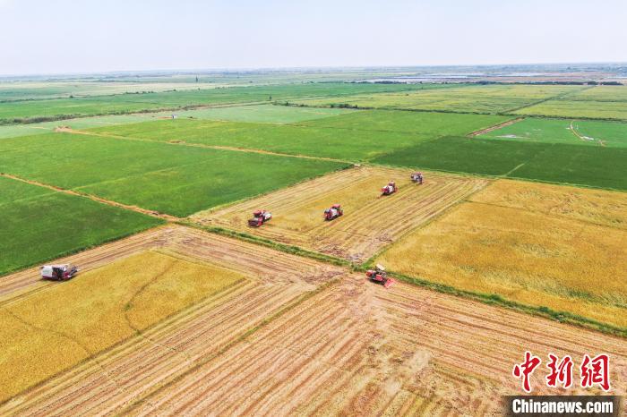 圖為在南昌縣大田農(nóng)社，收割機正在收割早稻?！⒘?攝