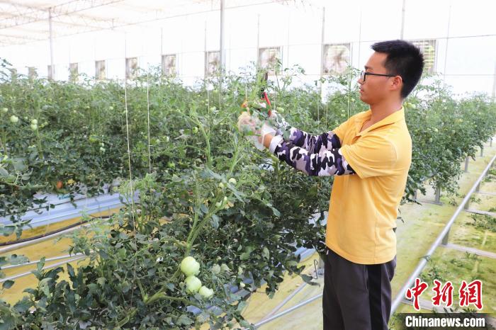 圖為在紅谷灘區(qū)元宇宙·VR數(shù)字農(nóng)業(yè)示范基地七彩番茄培育車間內(nèi)，農(nóng)業(yè)技術(shù)員正在對番茄植株進行修剪?！⌒苠\陽 攝