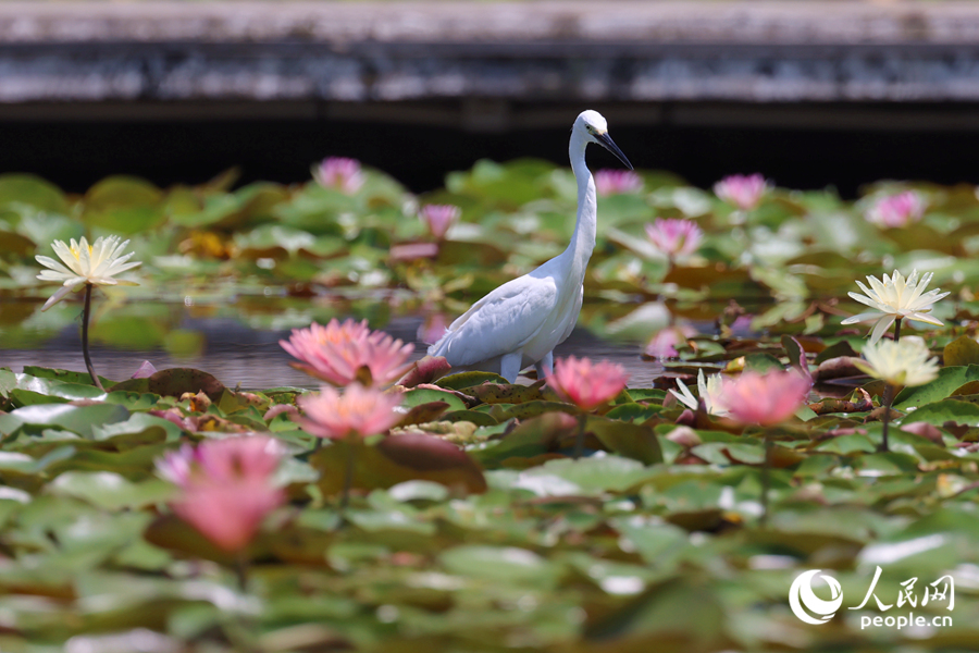 白鷺在睡蓮盛開的池塘中流連。人民網(wǎng)記者 陳博攝