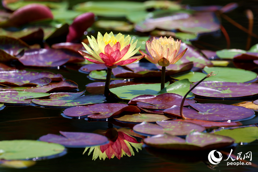 雙色睡蓮與翠綠的蓮葉、清澈的池水相映成畫。人民網(wǎng)記者 陳博攝