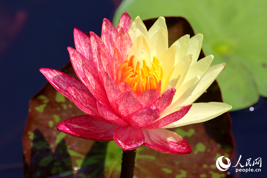 廈門海灣公園中，雙色睡蓮嬌艷欲滴。人民網(wǎng)記者 陳博攝