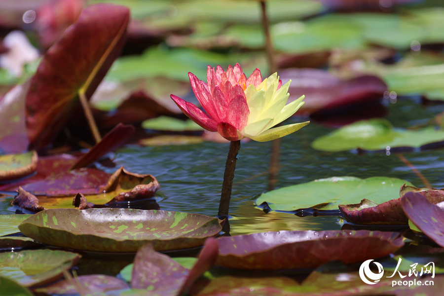 亭亭玉立于水中央的雙色睡蓮。人民網(wǎng)記者 陳博攝