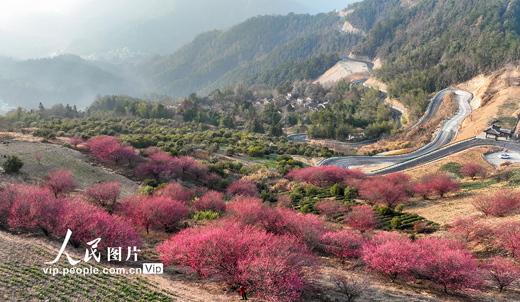 安徽歙縣：梅花吐香引客來(lái)