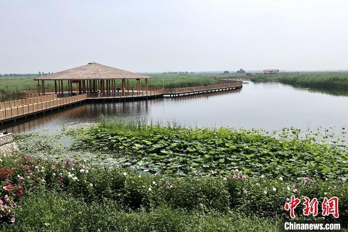 從完成頂層設(shè)計(jì)到如火如荼大規(guī)模建設(shè)，六年來(lái)，雄安新區(qū)如春天的竹子一般拔節(jié)生長(zhǎng)，這座承載千年大計(jì)的“未來(lái)之城”已雄姿初顯。從“一張白紙”開(kāi)始著墨，如今的雄安新區(qū)已是濃墨重彩的“山水畫(huà)”。<a target='_blank' href='/'>中新社</a>記者近日走訪(fǎng)了雄安新區(qū)多地，從“藍(lán)綠金”三色感受這座“未來(lái)之城”的巨大變化。圖為7月20日，河北白洋淀上荷花滿(mǎn)淀、蘆花搖曳。 <a target='_blank' href='/'>中新社</a>記者 易海菲 攝