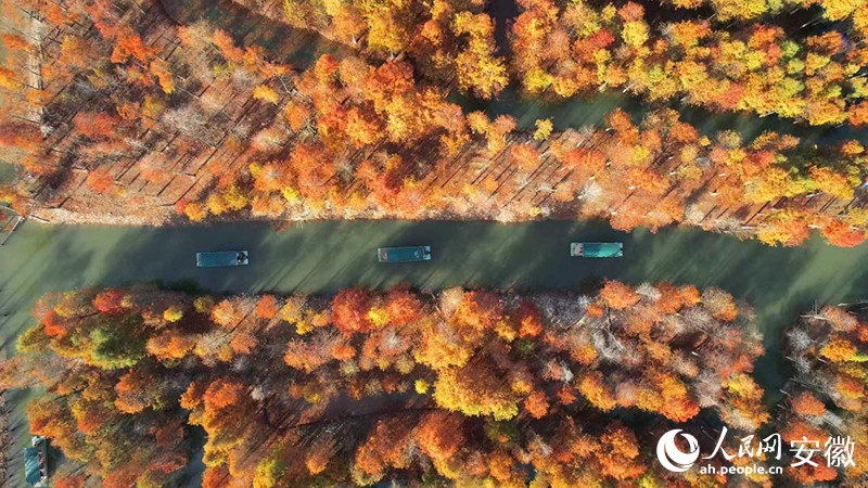 寧國(guó)落羽紅杉林。人民網(wǎng) 郭昊攝